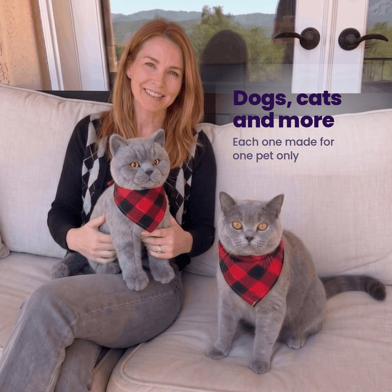 Dogs, cats and more: a woman on a sofa with a grey cat and its custom stuffed animal